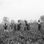 Women working in a field harvesting crops, dressed in traditional attire.